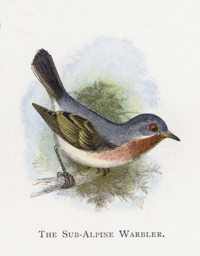 La Curruca Subalpina de Alexander Francis Lydon